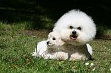 BICHON FRISE 607